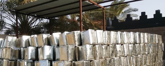 «الحشية» .. عادة قديمة لكنز التمور
في وادي الدواسر