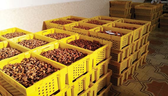 «الحشية» .. عادة قديمة لكنز التمور
في وادي الدواسر