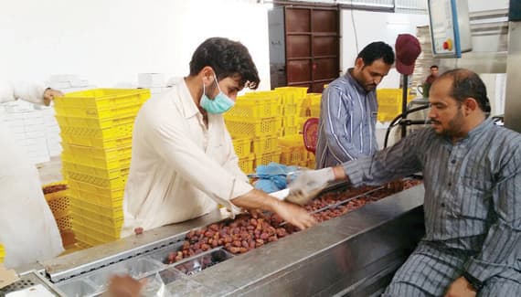 «الحشية» .. عادة قديمة لكنز التمور
في وادي الدواسر