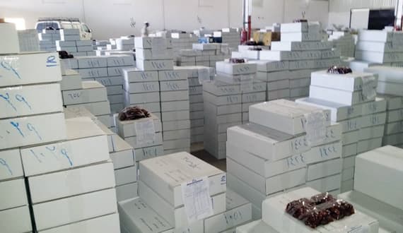 «الحشية» .. عادة قديمة لكنز التمور
في وادي الدواسر