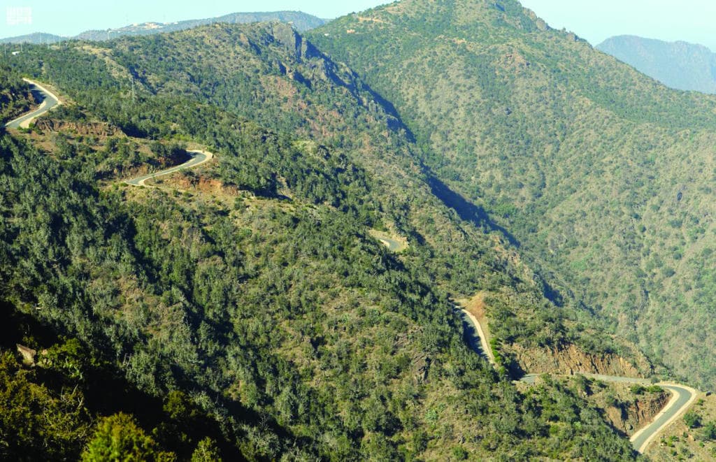 شجرة العرعر .. أيقونة السياحة في عسير