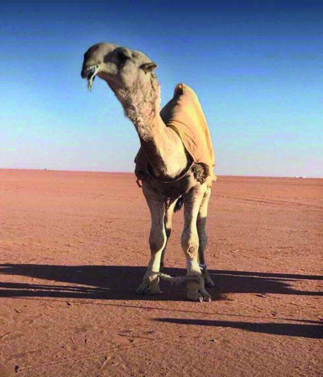 «النووي» و«الشامخ» يتصدران الشقح والصفر