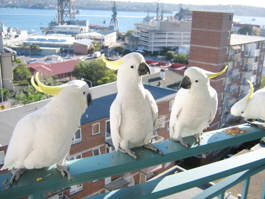 «طيور الدمار الشامل» تثير الذعر في أستراليا