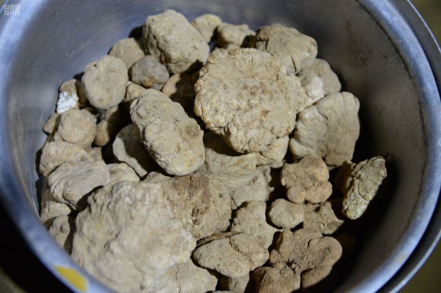 بشائر المطر تهب لعشاق الصحراء نبتة "الكمأة"