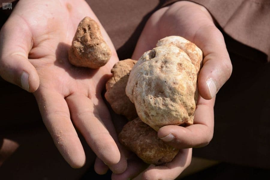 بشائر المطر تهب لعشاق الصحراء نبتة "الكمأة"