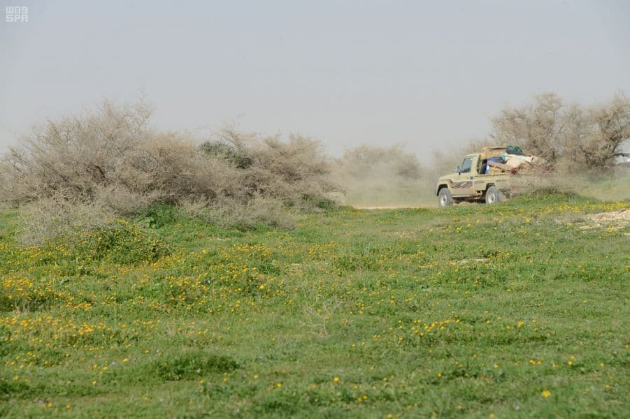 بشائر المطر تهب لعشاق الصحراء نبتة "الكمأة"