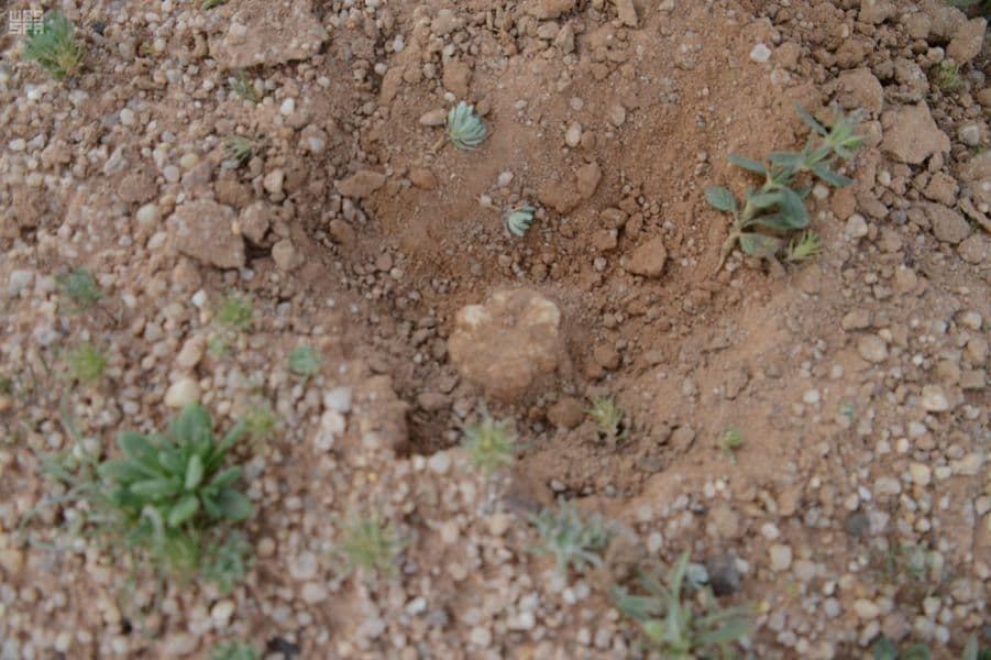 بشائر المطر تهب لعشاق الصحراء نبتة "الكمأة"