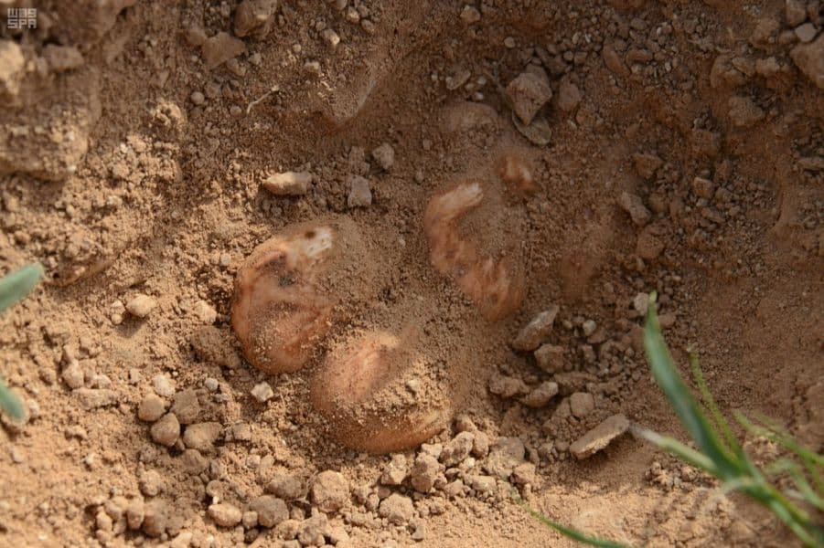 بشائر المطر تهب لعشاق الصحراء نبتة "الكمأة"