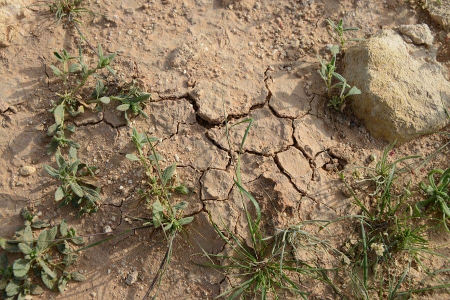 بشائر المطر تهب لعشاق الصحراء نبتة "الكمأة"