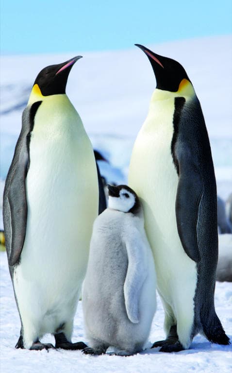 البشرية تنشد التعايش في موطن البطريق والفقمة