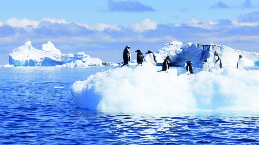 البشرية تنشد التعايش في موطن البطريق والفقمة