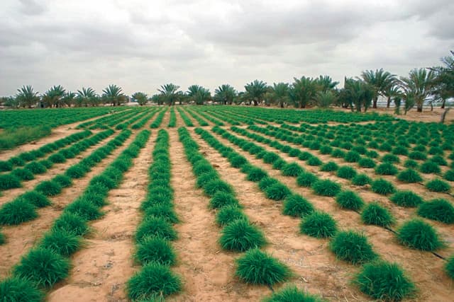 "البيئة" تخصص 750 مليون ريال للزراعة العضوية