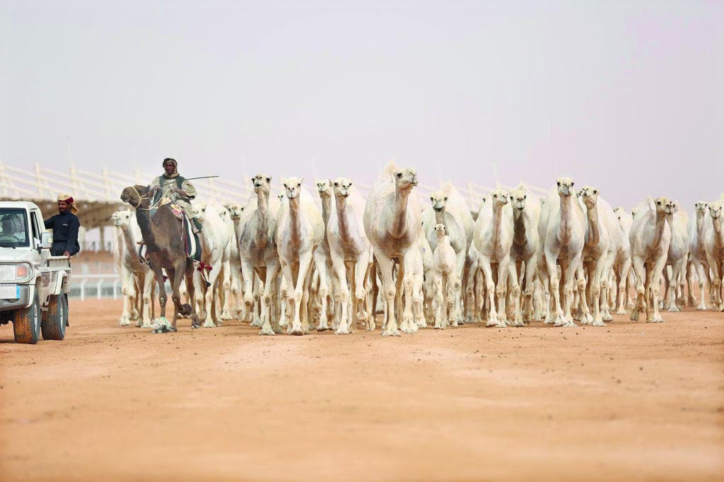 الترتيبات التنظيمية لنادي الإبل .. قفزة بالماضي نحو المستقبل