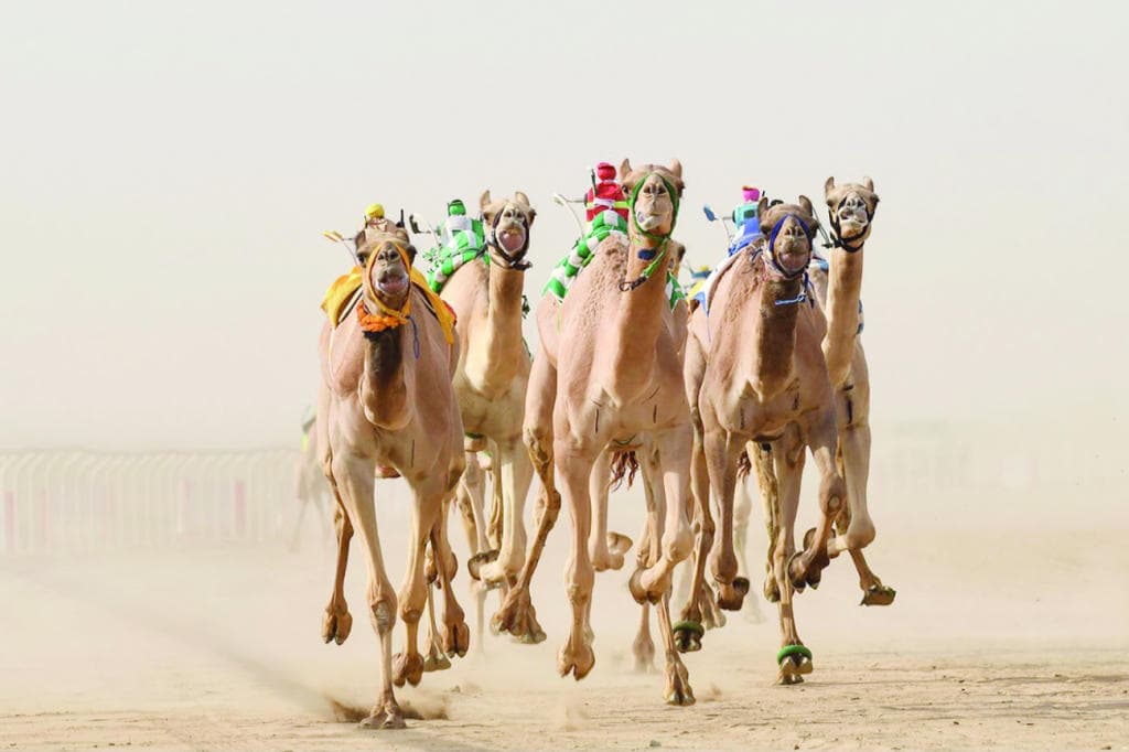 اتحاد دولي للهجن .. السعودية تحتضنه