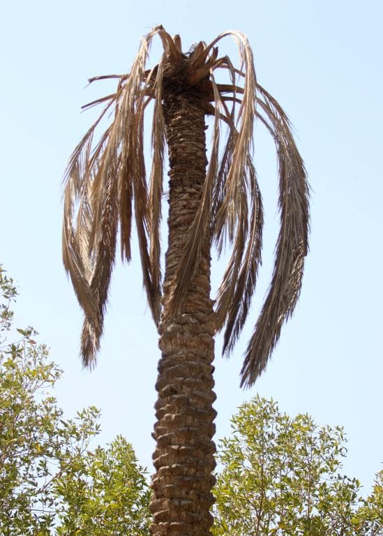 نخيل البصرة فخر العراق الذي أيبسته الحرب والجفاف والواردات الخارجية