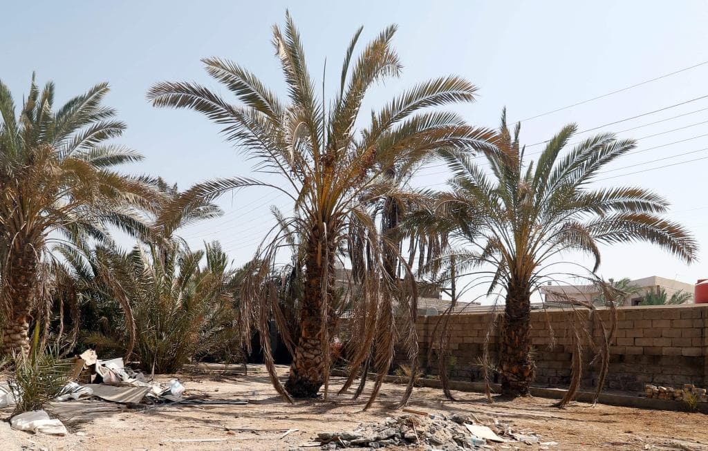 نخيل البصرة فخر العراق الذي أيبسته الحرب والجفاف والواردات الخارجية