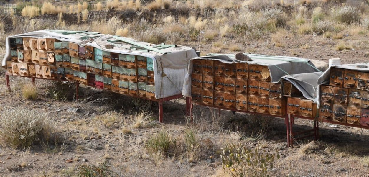 نحالو عسير يعتمدون رحلة الشتاء والصيف لزيادة إنتاج العسل والحفاظ على الخلايا