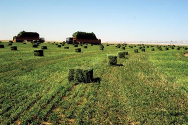 "نادك و "تبوك الزراعية" توقفان زراعة الأعلاف الخضراء