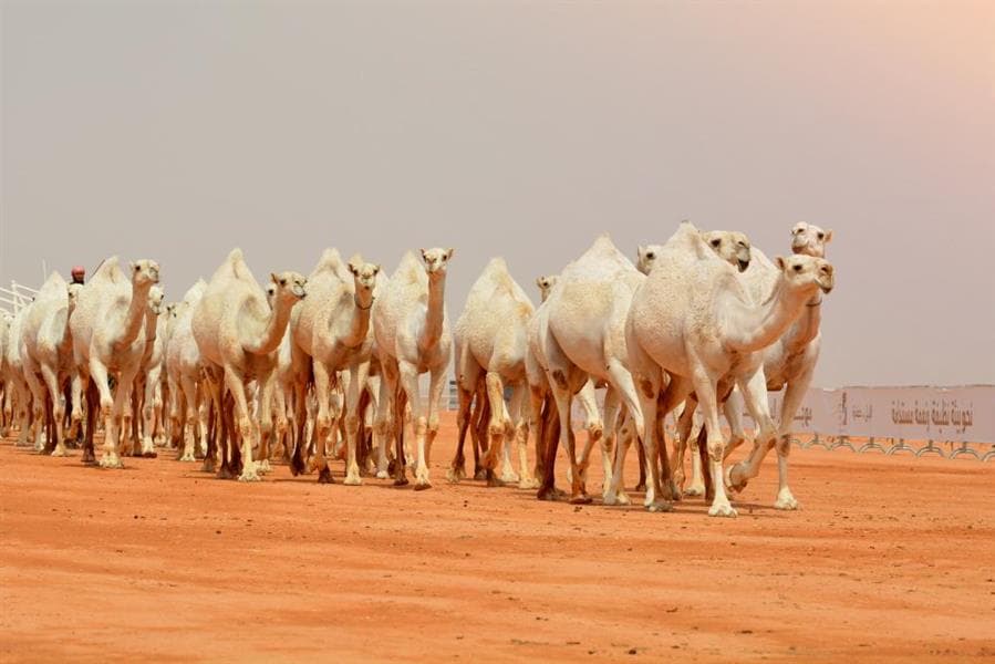 " 44 " عرضا تنافسيا في ثالث مواسم مهرجان الملك عبدالعزيز للإبل