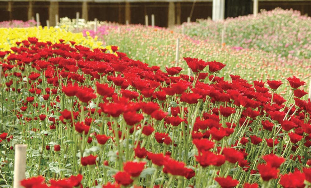 تبوك ..موطن «الجيبسوفيلا» والقرنفل والرمان تستقبل نصف مليون زائر سنويا