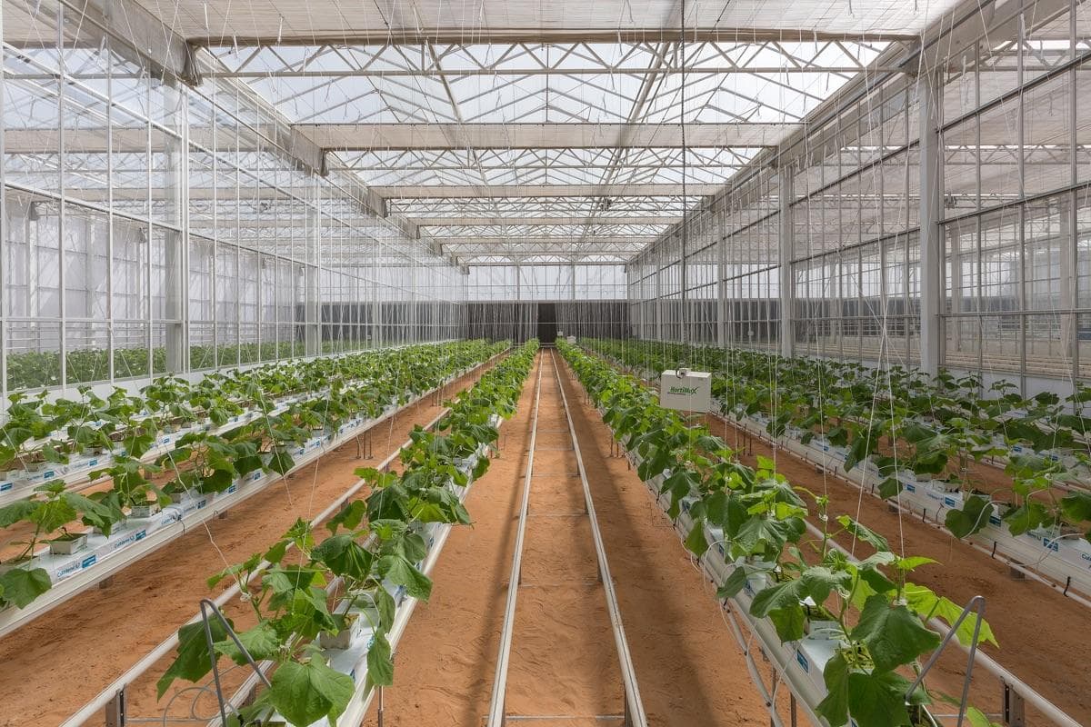 900 مليون ريال قروض «الصندوق الزراعي» خلال 9 أشهر