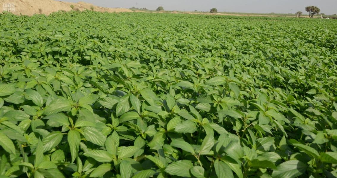 جازان.. سلة الغذاء وخط الدفاع الأول في تحقيق الأمن الغذائي للمملكة