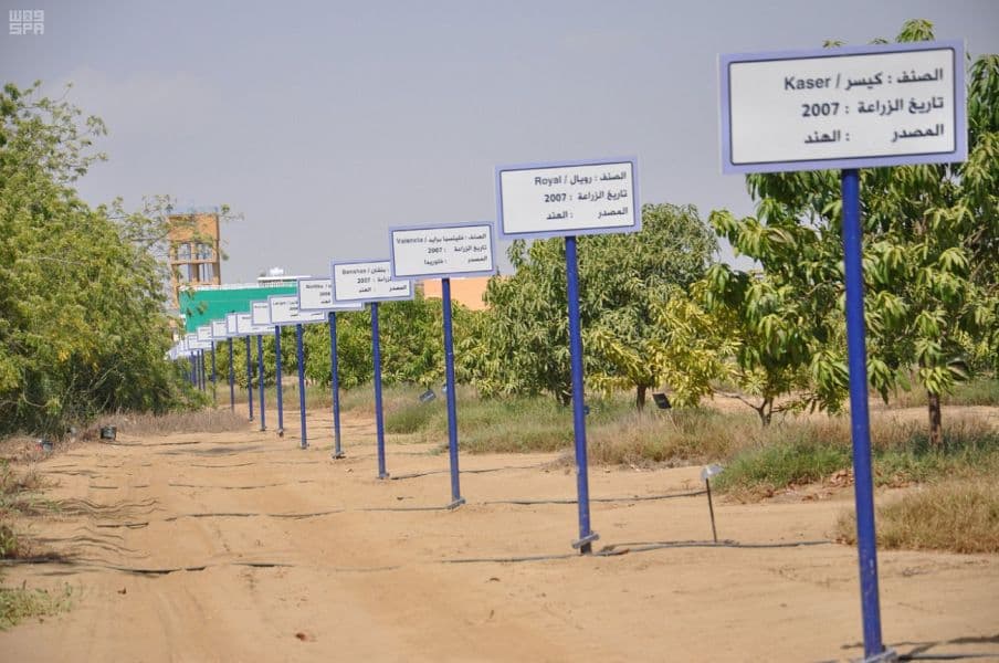 جازان.. سلة الغذاء وخط الدفاع الأول في تحقيق الأمن الغذائي للمملكة