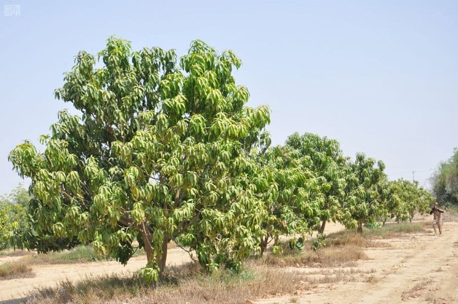 جازان.. سلة الغذاء وخط الدفاع الأول في تحقيق الأمن الغذائي للمملكة