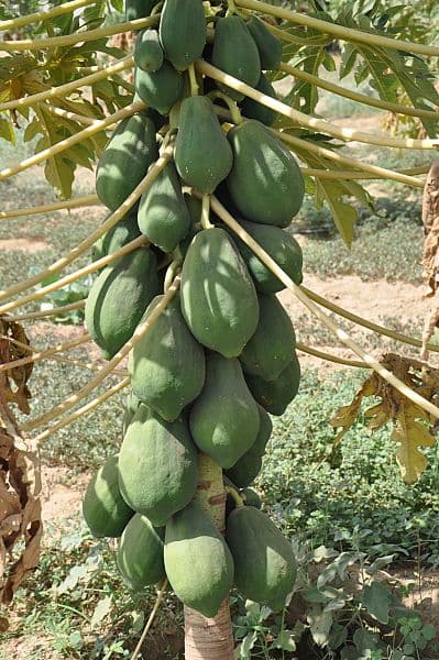 جازان.. سلة الغذاء وخط الدفاع الأول في تحقيق الأمن الغذائي للمملكة