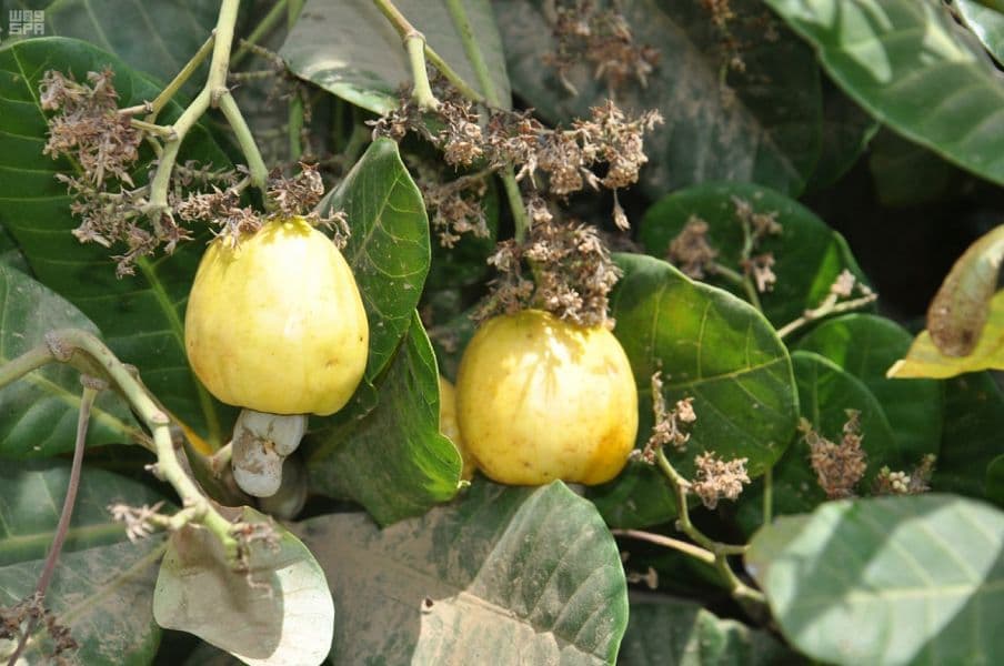 جازان.. سلة الغذاء وخط الدفاع الأول في تحقيق الأمن الغذائي للمملكة