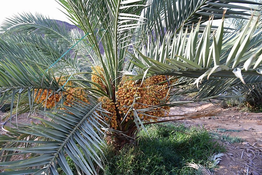 أسواق المدينة المنورة تتأهب لاستقبال طلائع رطب النخيل