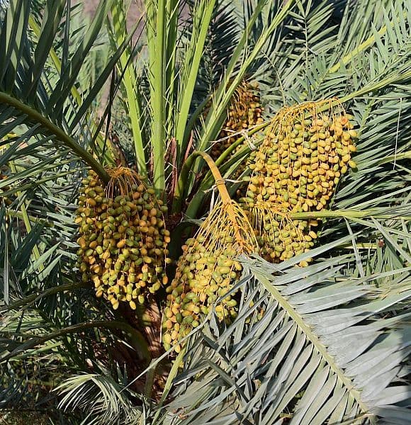 أسواق المدينة المنورة تتأهب لاستقبال طلائع رطب النخيل