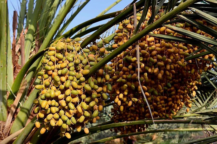 أسواق المدينة المنورة تتأهب لاستقبال طلائع رطب النخيل