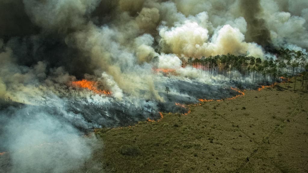 حرائق الأمازون تسجل أسوأ شهر منذ 13 عاما