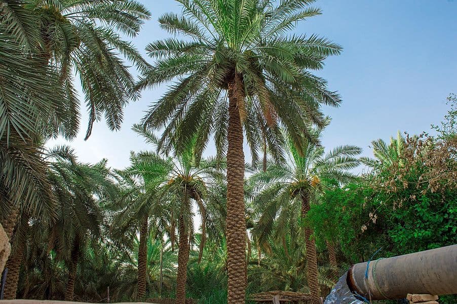 مزارعو القصيم يستعدون لجني محصول 7 ملايين نخلة من التمور