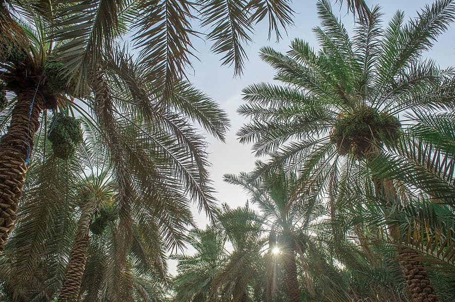 مزارعو القصيم يستعدون لجني محصول 7 ملايين نخلة من التمور