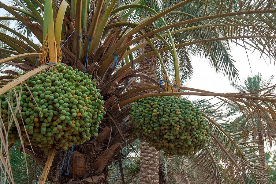مزارعو القصيم يستعدون لجني محصول 7 ملايين نخلة من التمور
