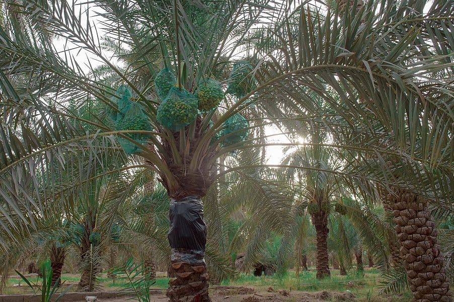 مزارعو القصيم يستعدون لجني محصول 7 ملايين نخلة من التمور