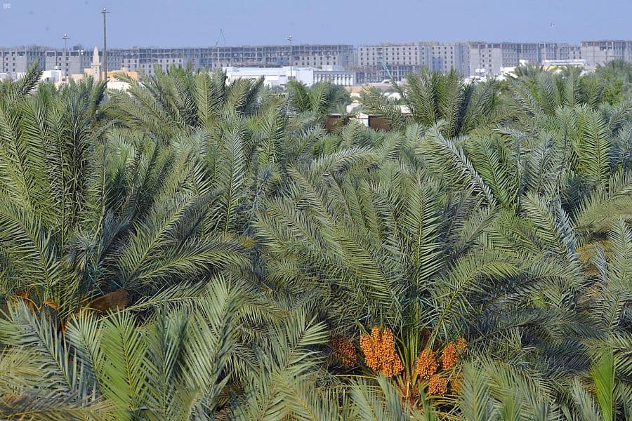 4 ملايين نخلة في المدينة المنورة ترفد الأسواق بـ 20 نوعا من إنتاج التمور
