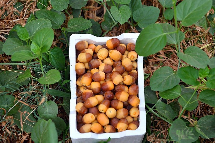 4 ملايين نخلة في المدينة المنورة ترفد الأسواق بـ 20 نوعا من إنتاج التمور