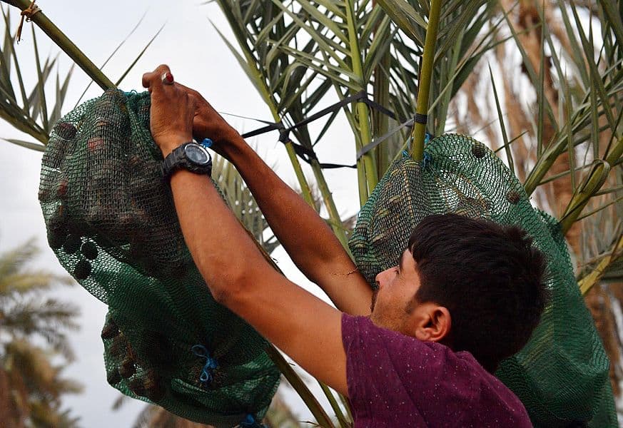 4 ملايين نخلة في المدينة المنورة ترفد الأسواق بـ 20 نوعا من إنتاج التمور