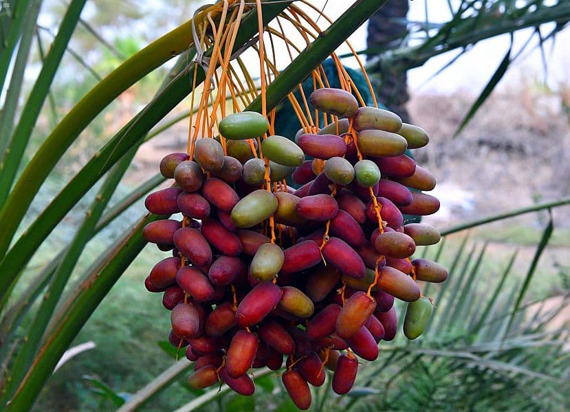 4 ملايين نخلة في المدينة المنورة ترفد الأسواق بـ 20 نوعا من إنتاج التمور