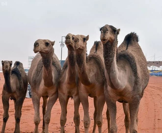 غدا.. تدشين مشروع مستشفى الإبل بتكلفة 100 مليون ريال