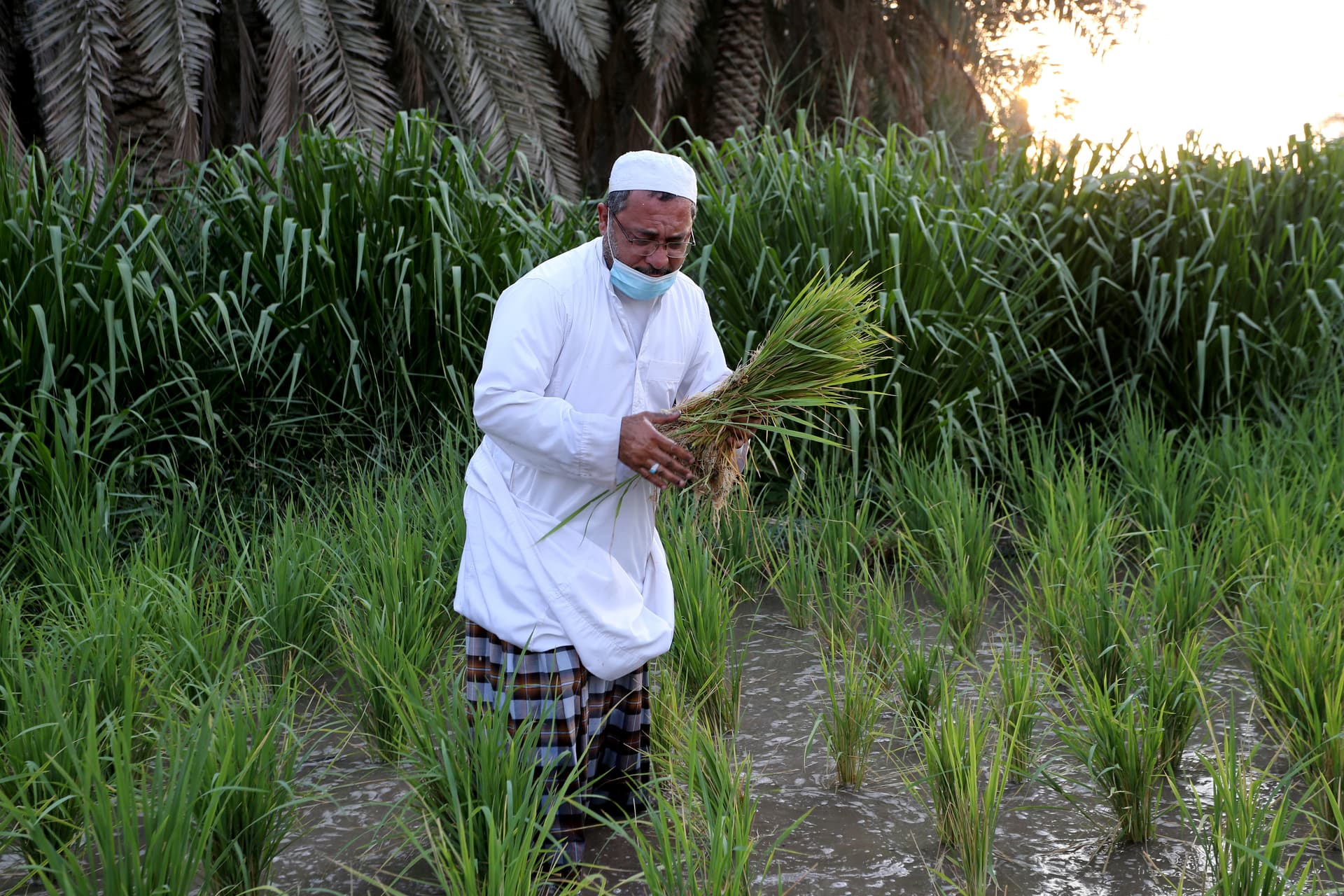 الأرز الحساوي .. "ذهب" تتوارثه الأجيال في واحة سعودية