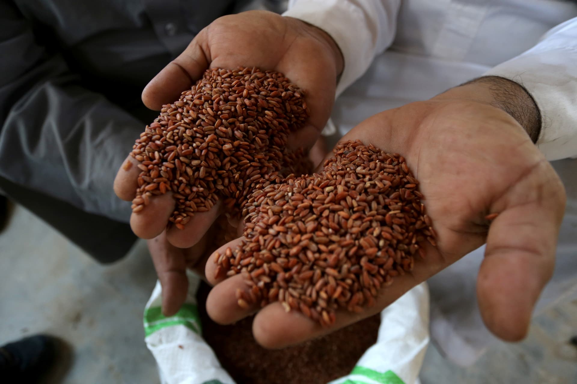 الأرز الحساوي .. "ذهب" تتوارثه الأجيال في واحة سعودية