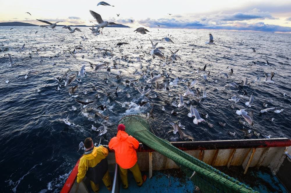 سرب من الطيور يرافق قارب صيد بريطاني لعله ينال شيئا من الصيد.
