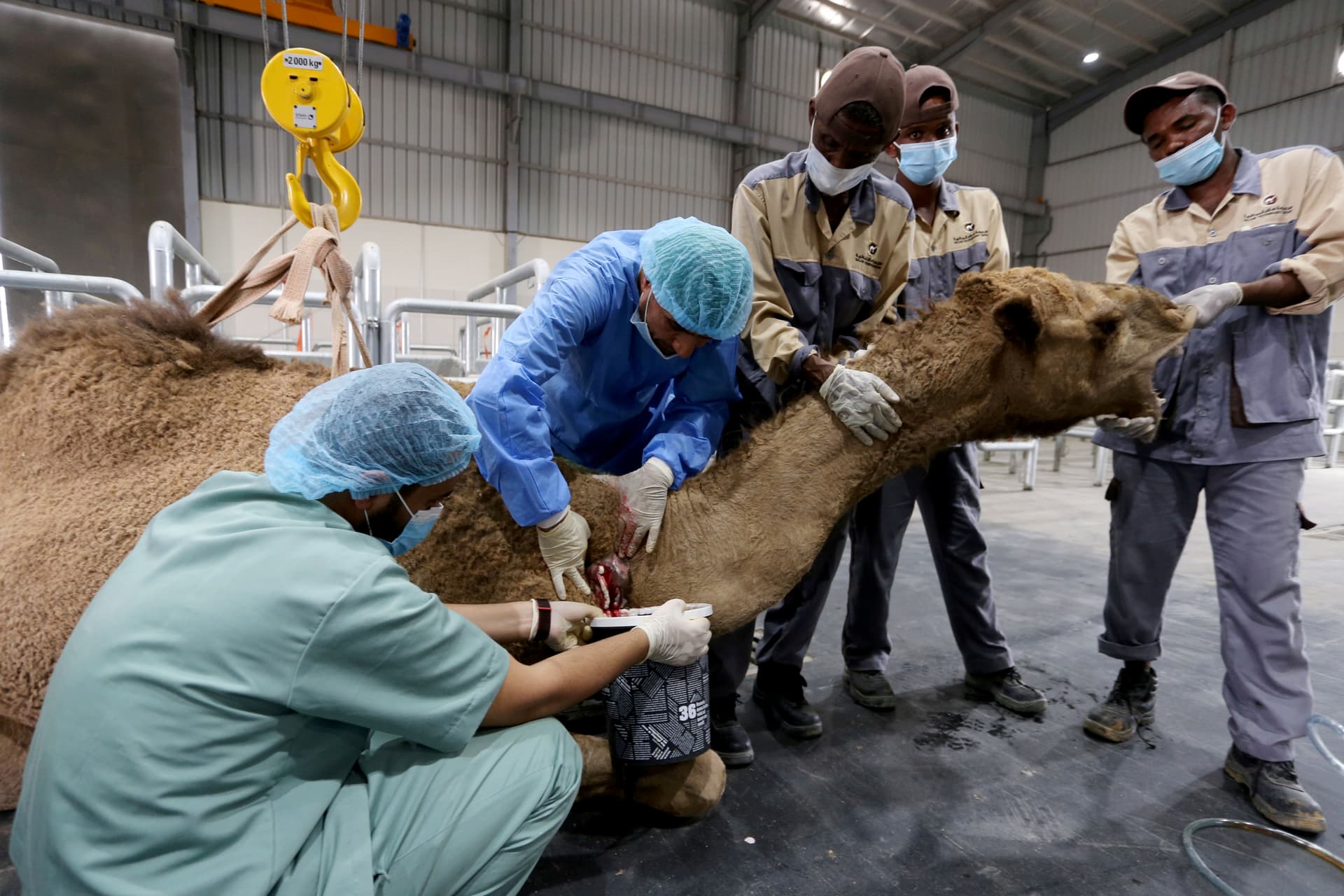 القصيم تحتضن أكبر مستشفى في العالم للإبل