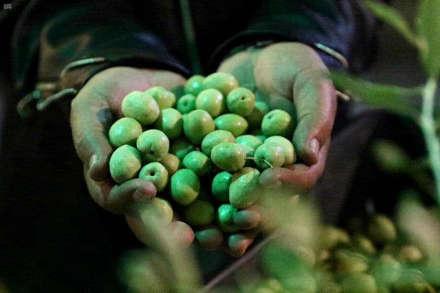 مبيعات مهرجان الزيتون في الباحة قاربت نصف المليون ريال