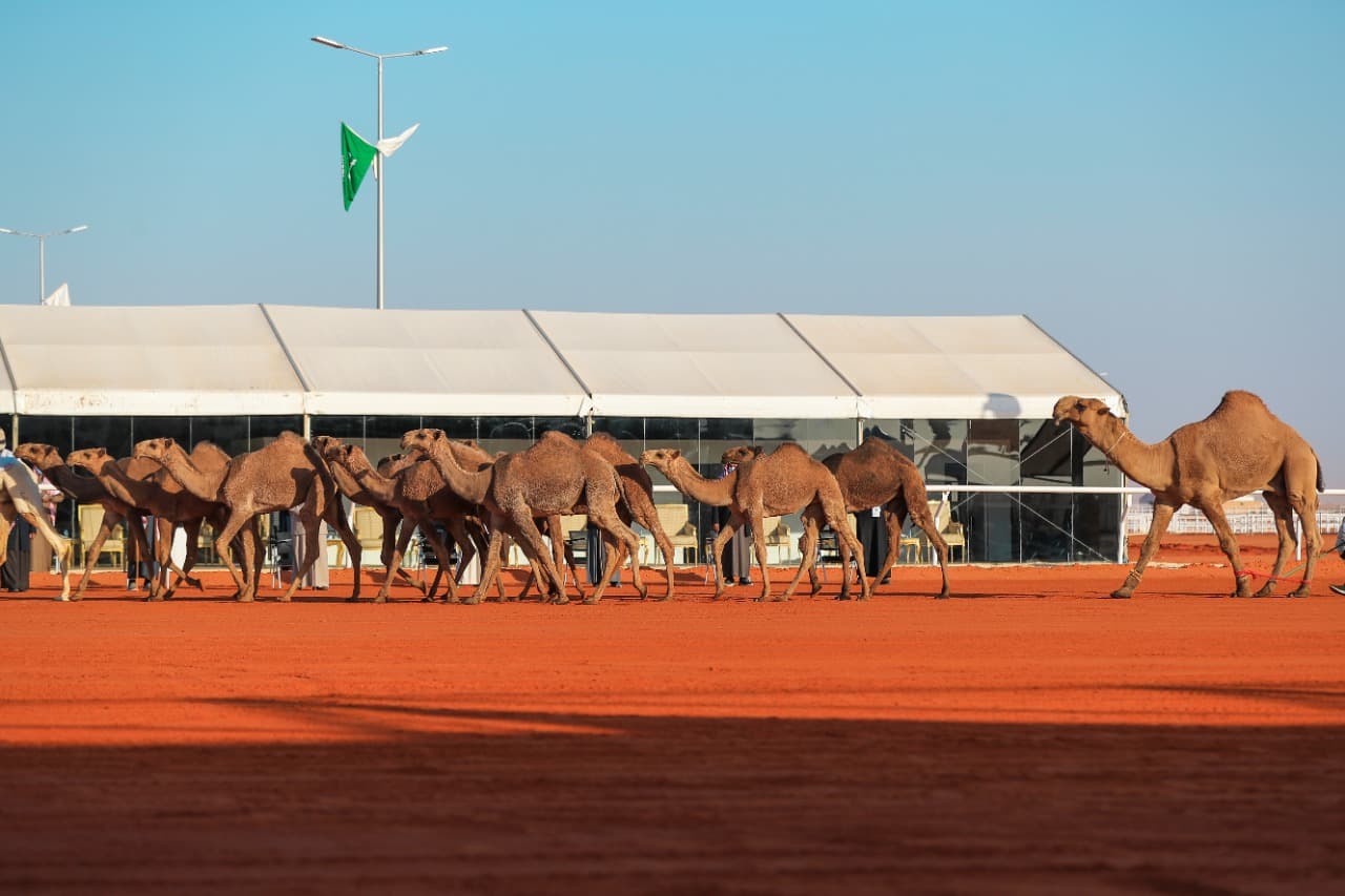 السعودية تقود الحِراك العالمي لتنظيم رعاية "الإبل"