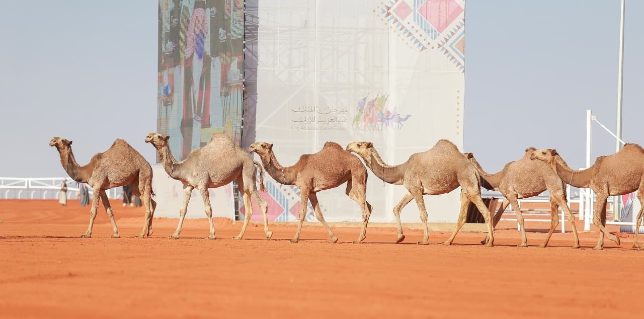 السعودية تقود الحِراك العالمي لتنظيم رعاية "الإبل"